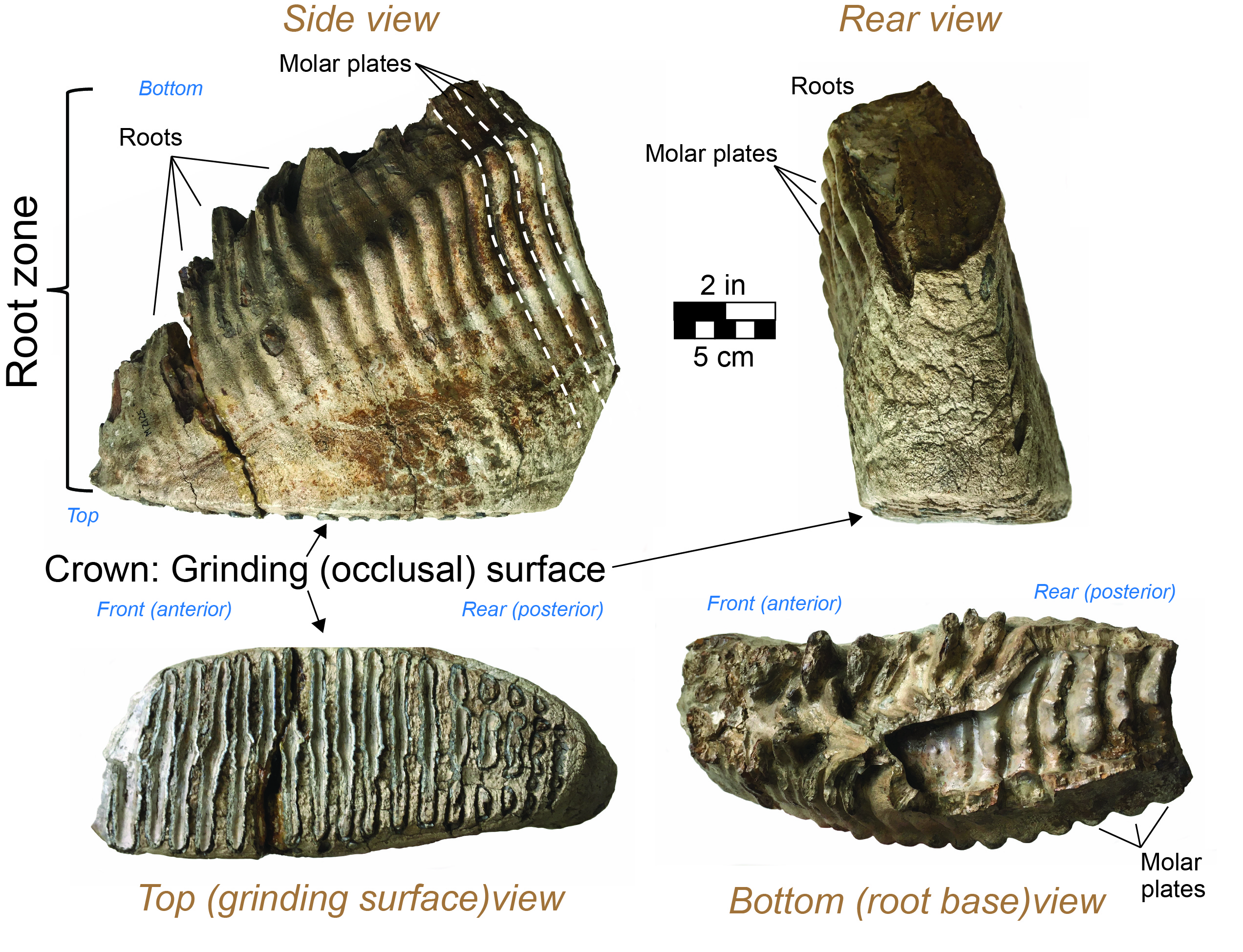 Different sides of a fossil mammoth molar tooth from northern Kentucky.